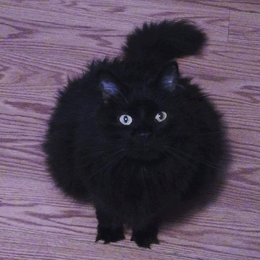 Maximilian